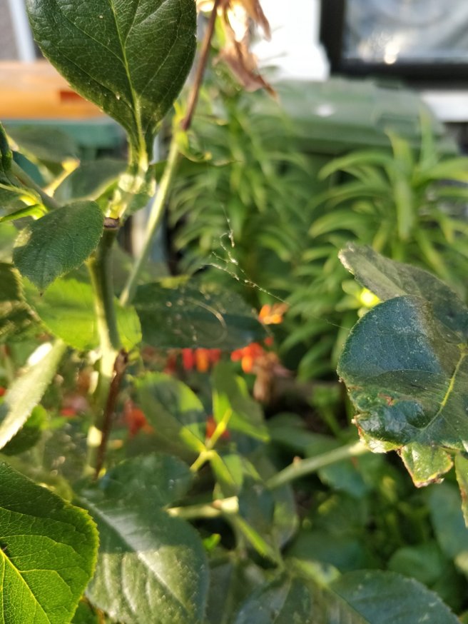 Closeup of spiderweb on plant