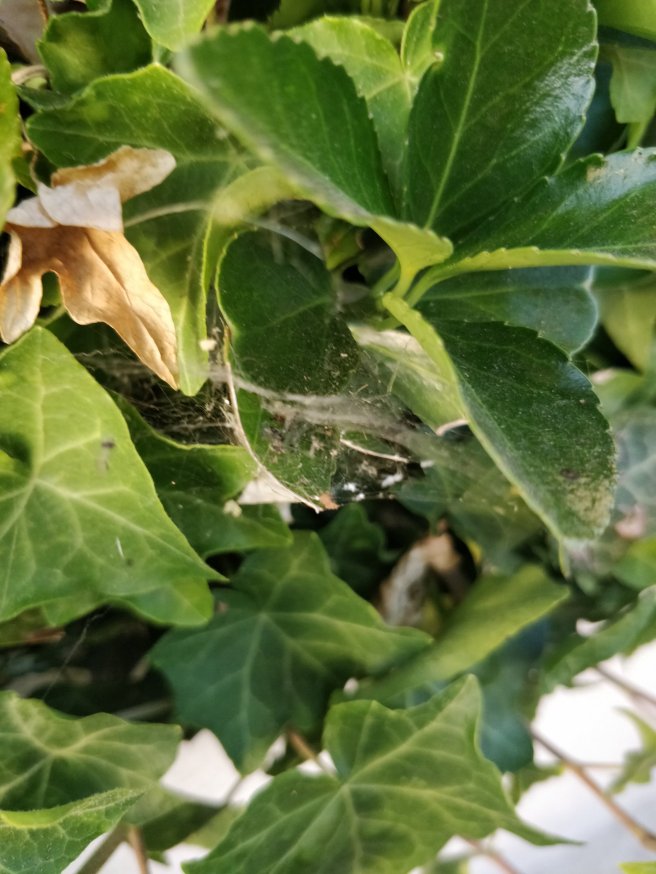 Closeup of spiderwebs on green leaves