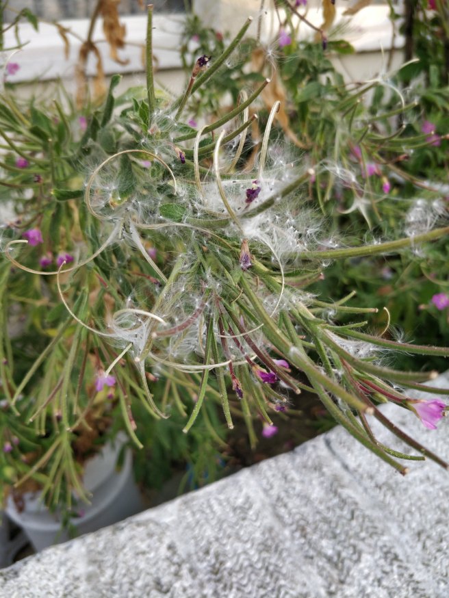 Another closeup of plant with fuzzy white stuff and pink flowers