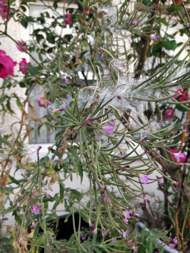 Another medium shot of plant with fuzzy white stuff and pink flowers