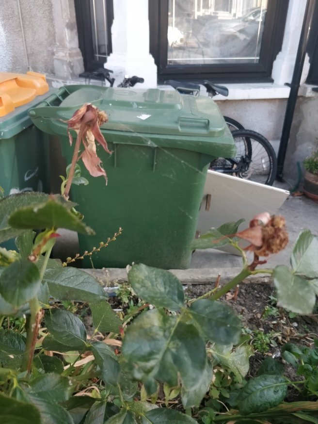 Dead flowers with a spiderweb stretching between them