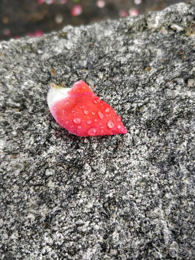 Red petal covered in raindrops on a rough stone surface